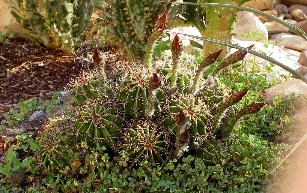 201104 040 Echinopsis Oxygona (Easter Lily Cactus) almost… Flickr