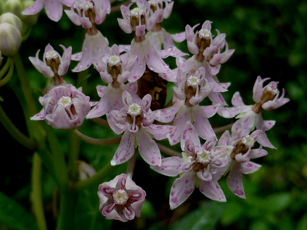 Pink swamp milkweed essay Flickr