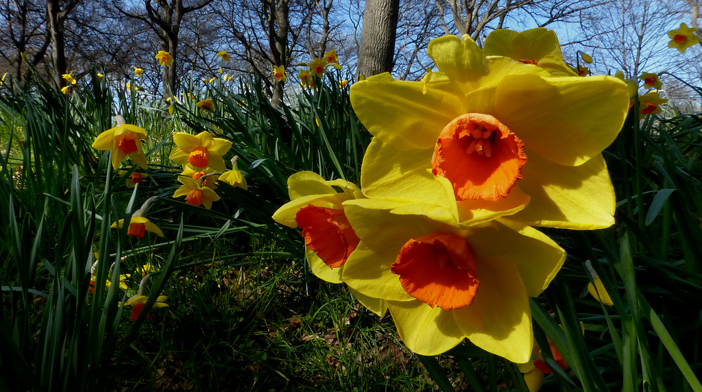 In the daffodil garden. Sunny, yellow daffodils are a wond… Flickr