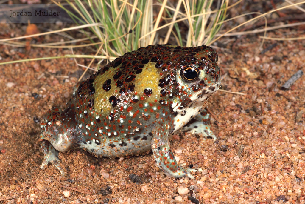 Holy cross frog (Notaden A Holy cross frog phot… Flickr