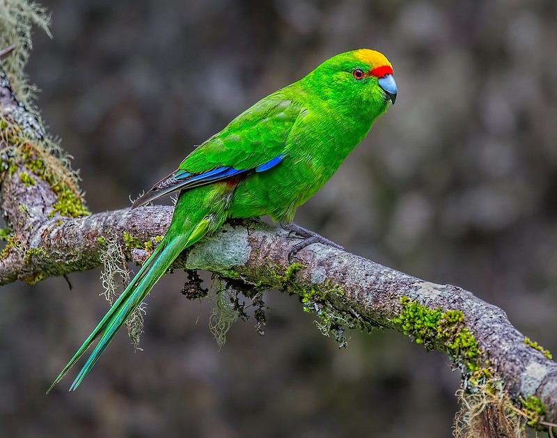 Yellowcrowned Parakeet / Cyanoramphus auriceps photo call and song