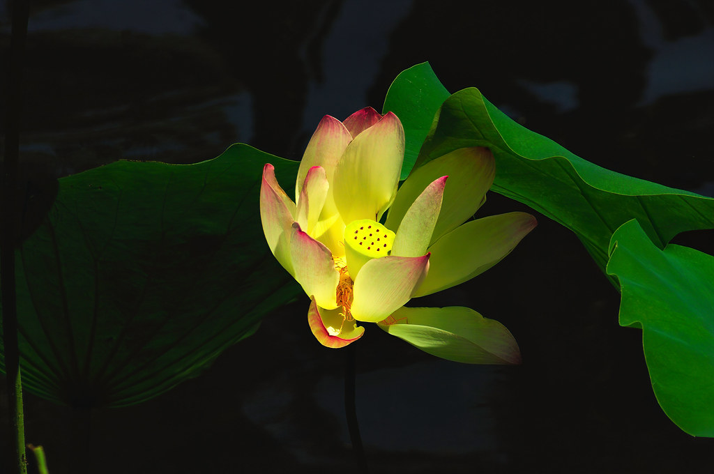 Lotus Flower 'Glowing in the dark' Sacred Lotus Nelu… Flickr