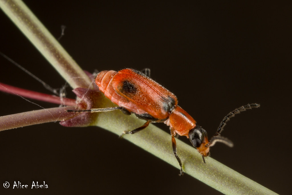 Attalus sp. Ibex Spring Road, Death Valley, San Bernardino… Flickr