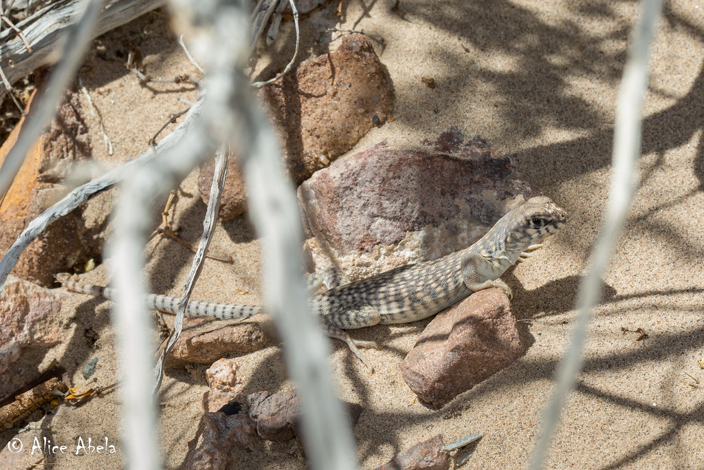 Baby Iggy Ibex Dunes, Death Valley, San Bernardino County,… Flickr