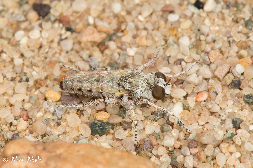 Ablautus flavipes Ibex Dunes, Death Valley, San Bernardino… Flickr