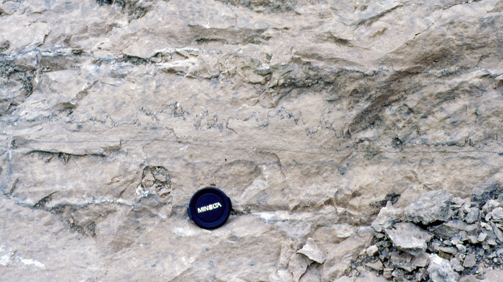 Stylolite in dolostone (Peebles Dolomite, Middle Silurian; Latham