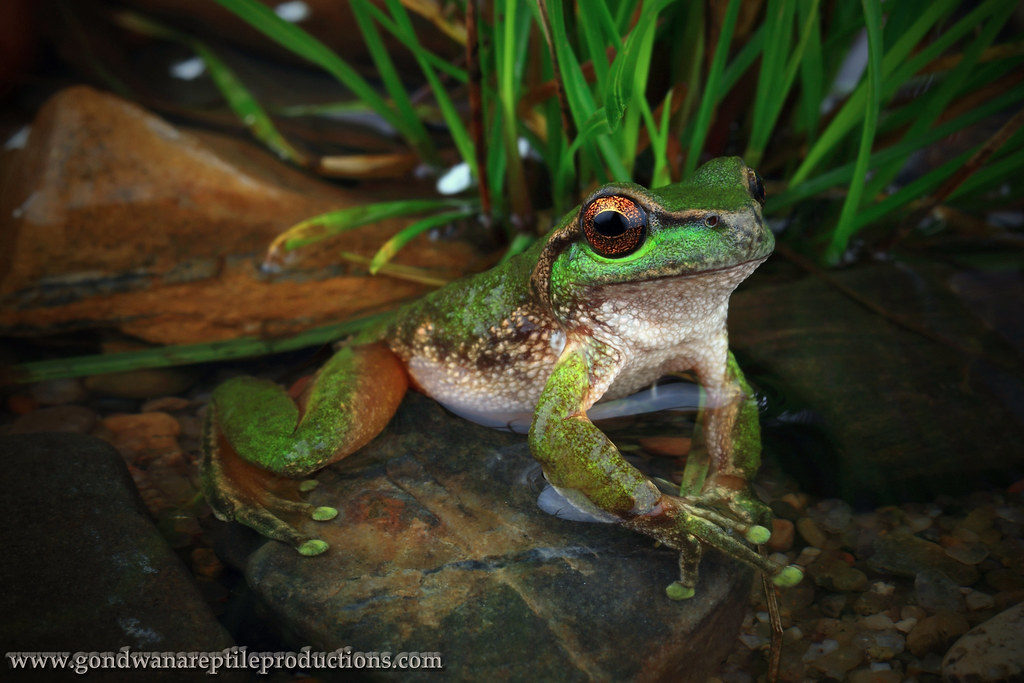 Spotted Tree Frog portrait. A beautiful adult male Spotted… Flickr