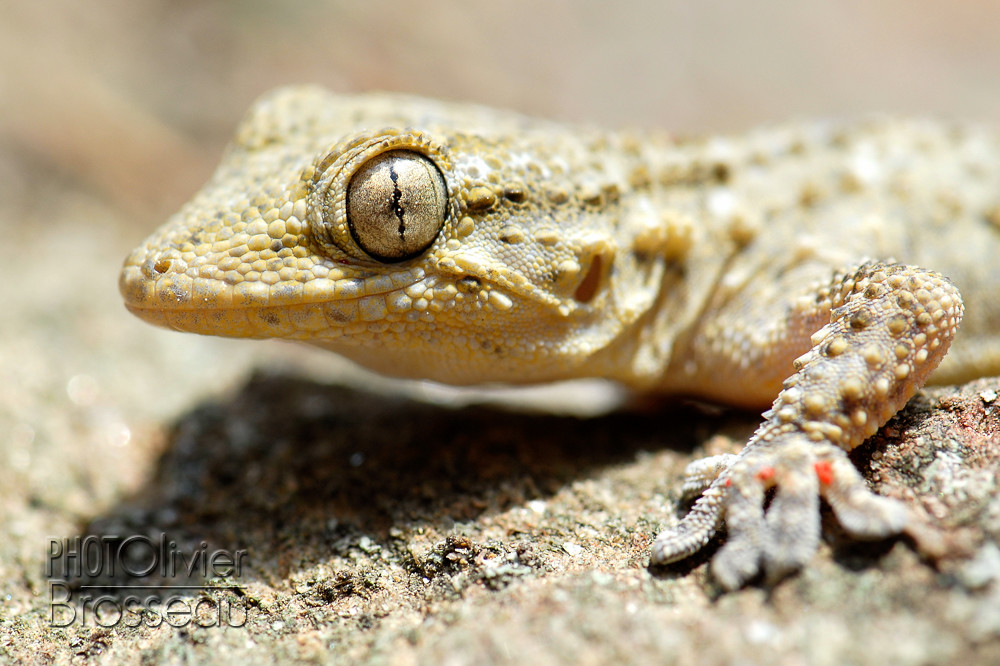 Tarente Un gecko, appelé tarente (Tarentola mauritanica