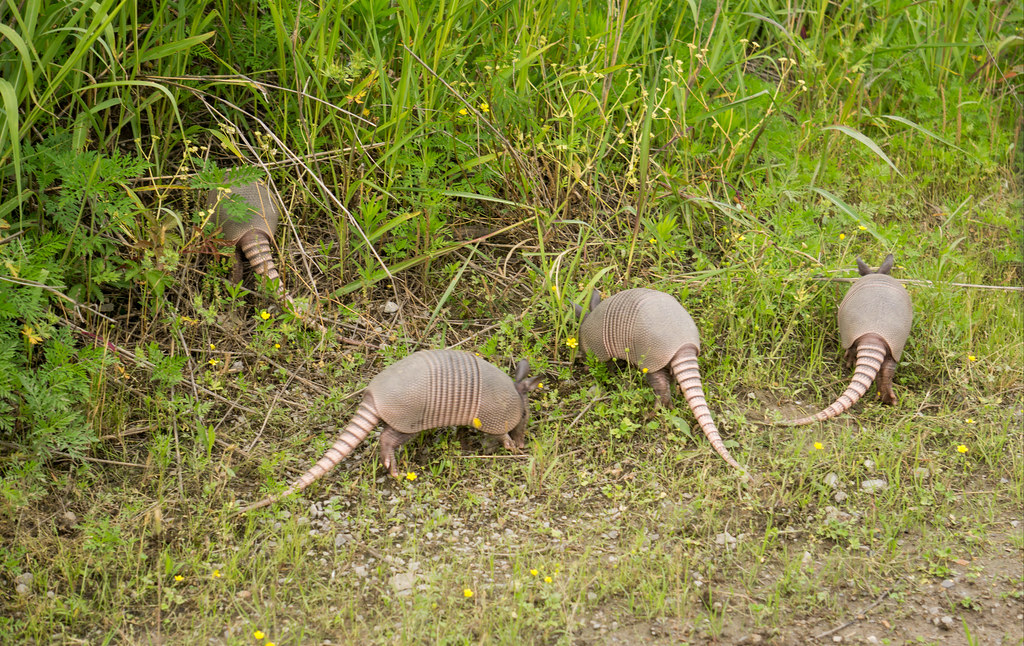 Armadillos TN armadillos skedaddling into the shrubbery ne… Flickr