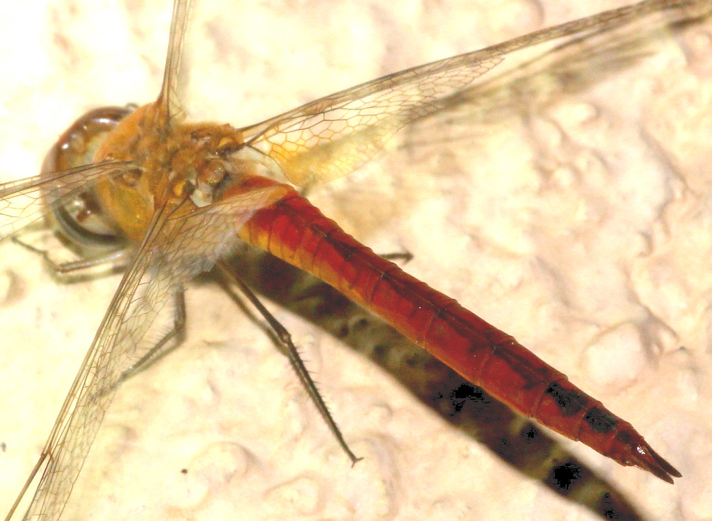ecosystem/Longest Migration insect Pantala flavescens on w… Flickr