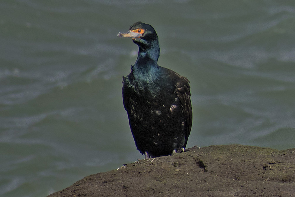 Redfaced Cormorant (Urile urile) St. Paul Island, Alaska.… Flickr