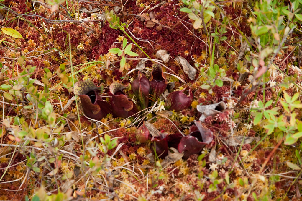 Kouchibouguac NP Kouchibouguac NP La Tourbière Michele C Flickr