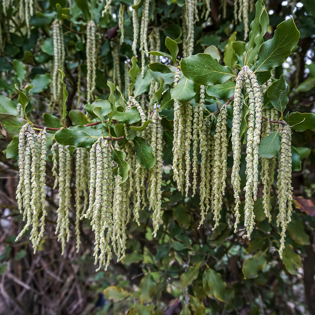Silk tassel bush [Garrya elliptica] Jardin des Plantes, P… Flickr