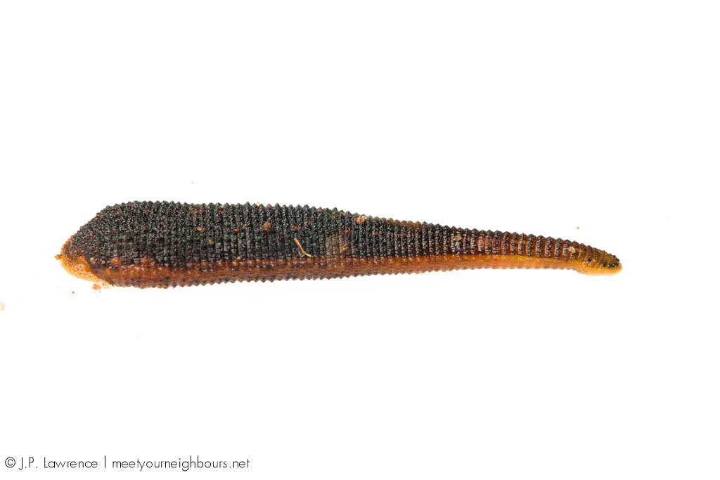 Australian Land Leech Australian Land Leech (Chtonobdella … Flickr