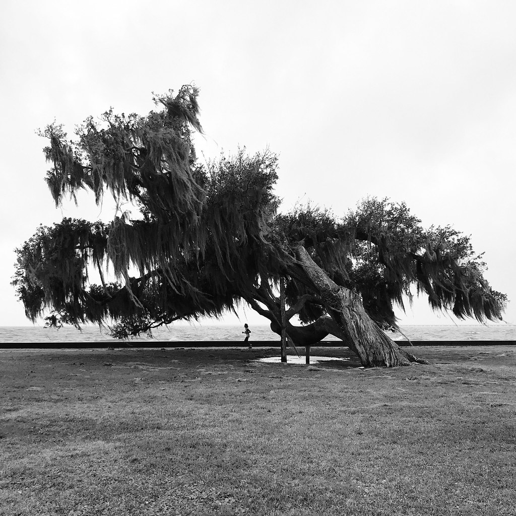 Claire’s Tree, Mandeville Lakefront Mandeville, Louisiana.… Flickr