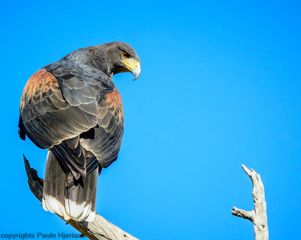 2040 Harris's Hawk Harris' Hawk taken during a Photographi… Flickr