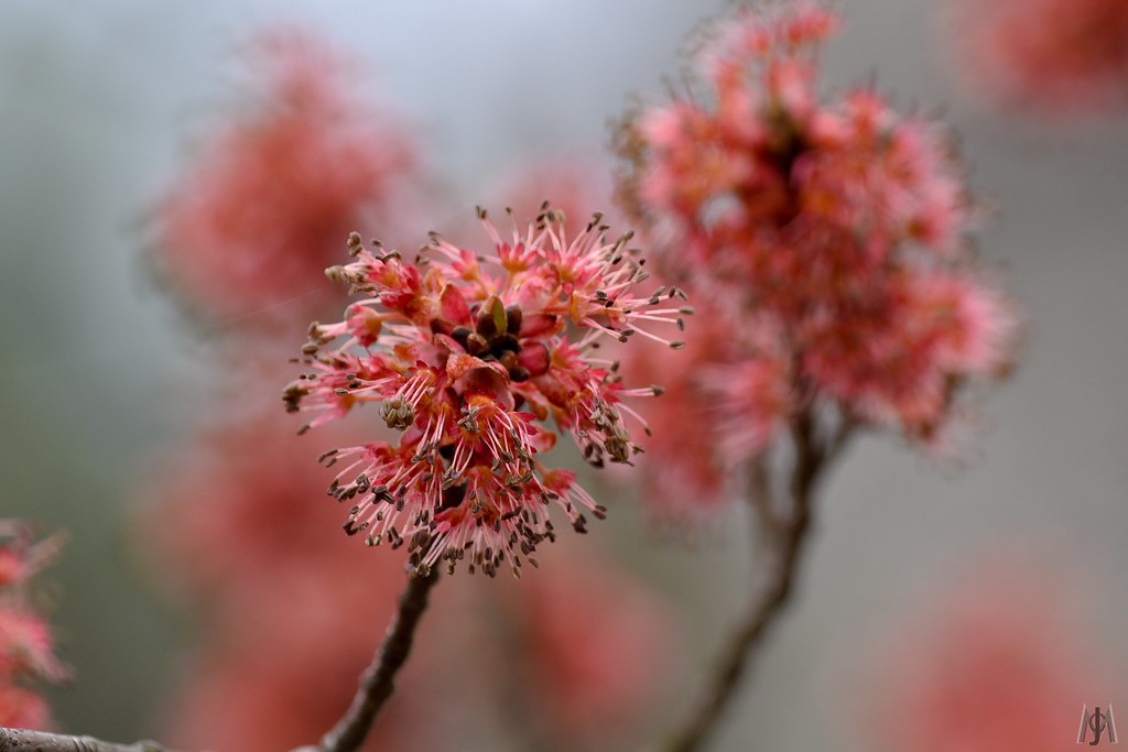 Flowering trees, New Hampshire 2019.1 Jim Murray Flickr