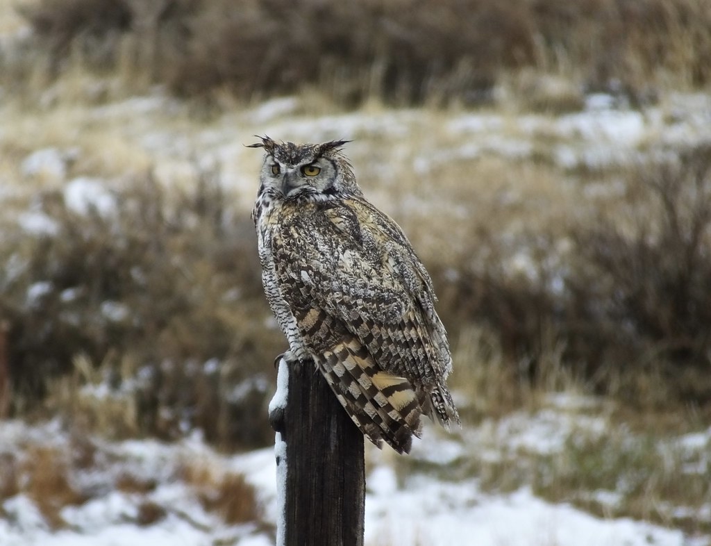 Great Horned Owl Sweetwater Station WY Joan Amero Flickr