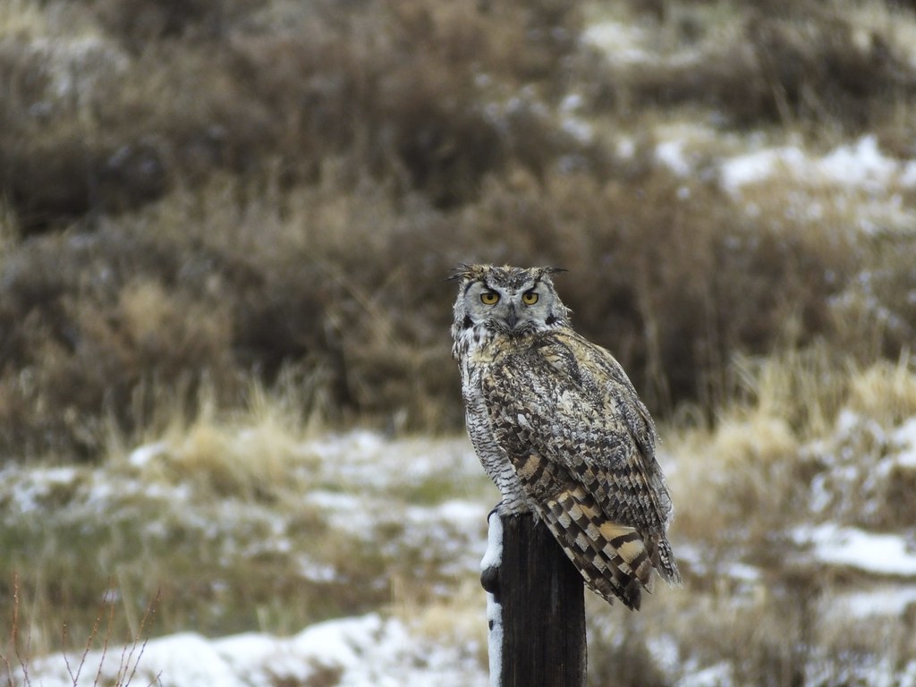 Great Horned Owl Sweetwater Station WY Joan Amero Flickr
