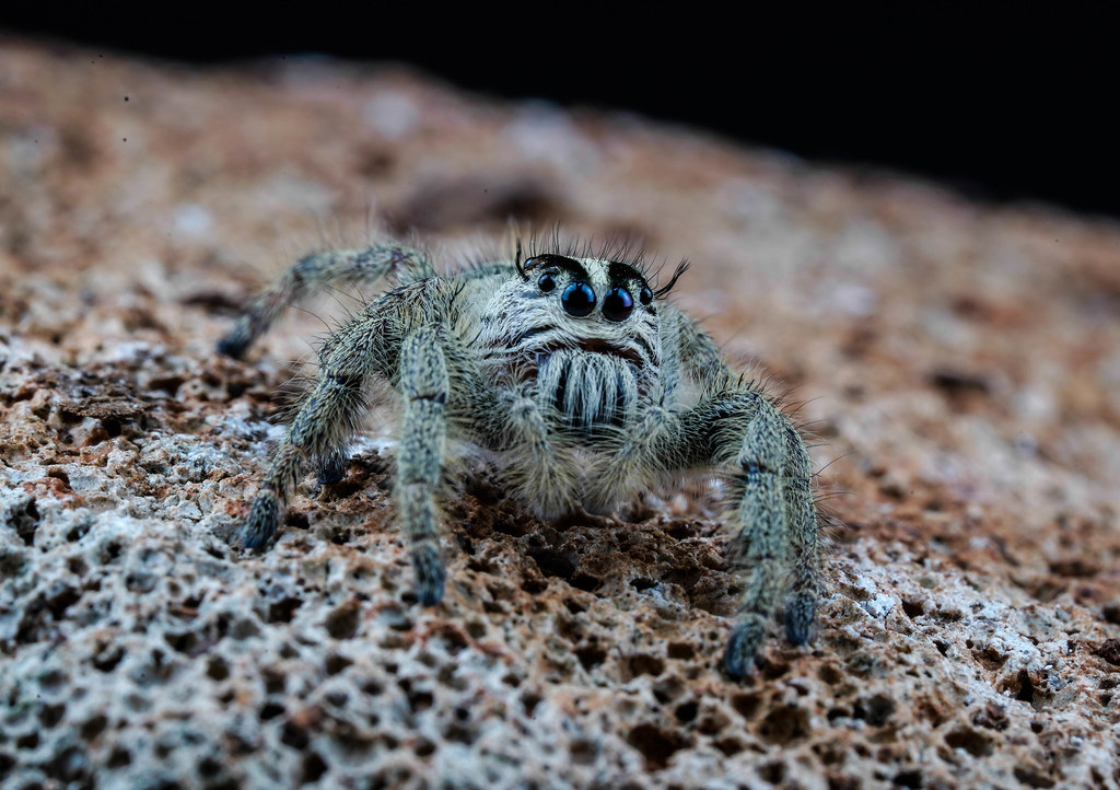 Jumping Spider These spiders catch their prey by jumping o… Flickr