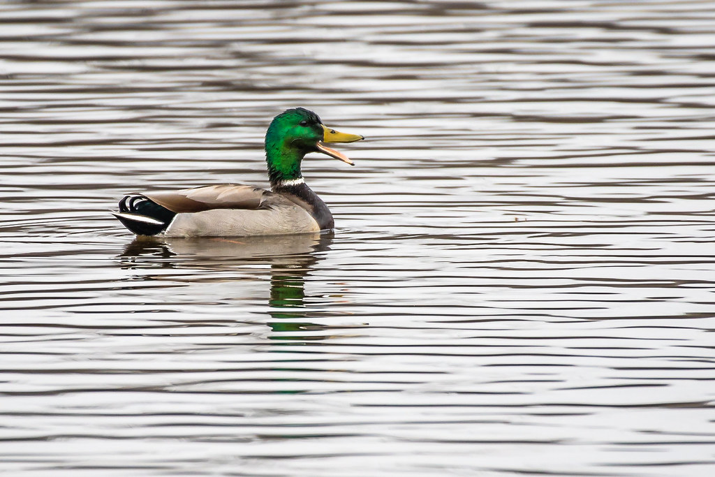 Happy Mallard The Hullett Provincial Wildlife Area Conrad Kuiper