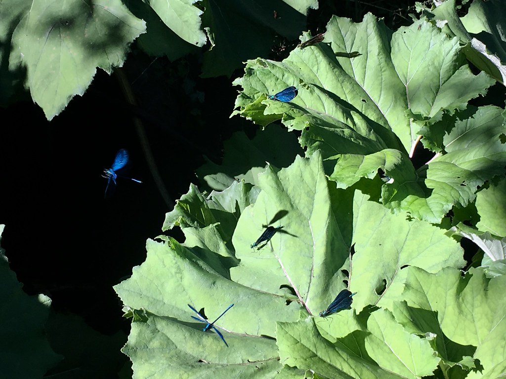 IMG_E1354 Anne Duray Flickr