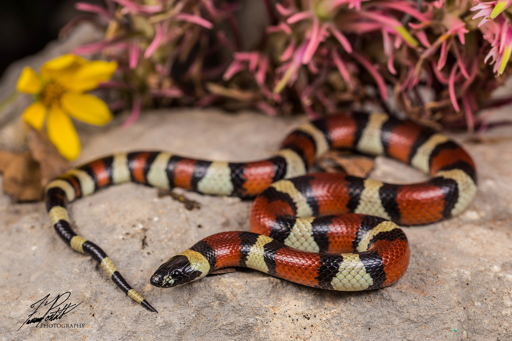 New Mexico Milk Snake Lampropeltis triangulum celaenops