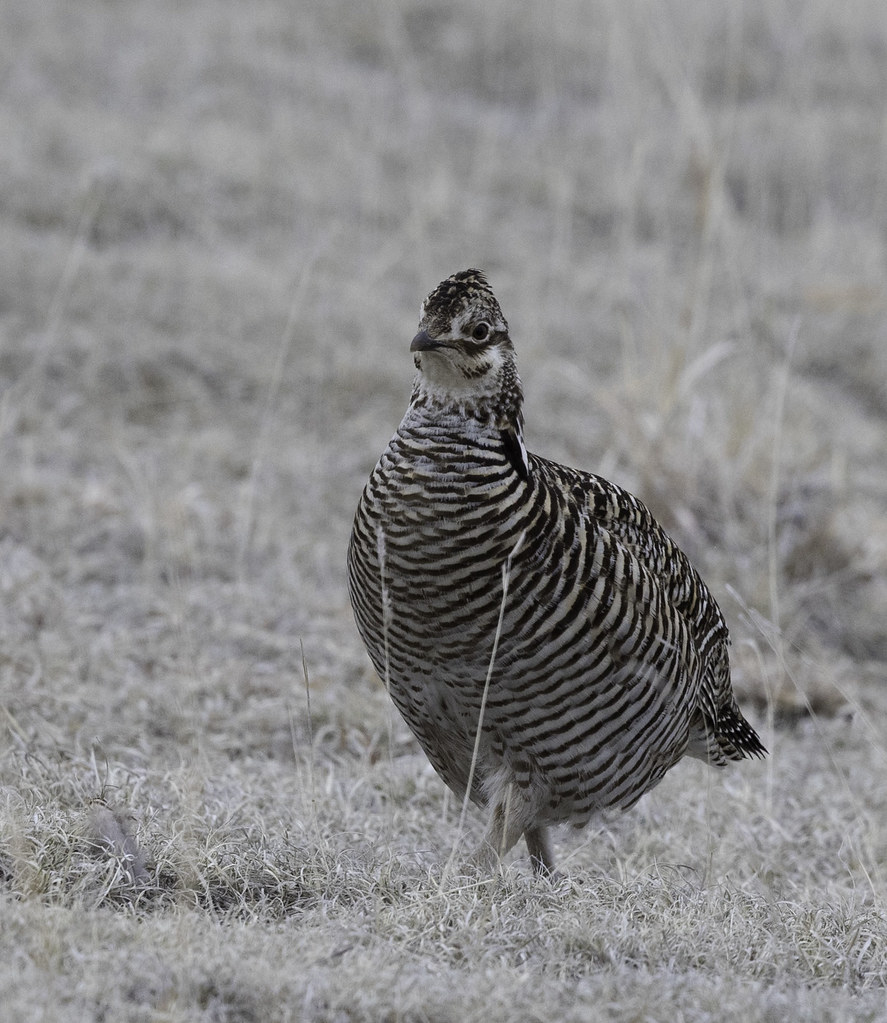 Greater PrairieChicken Bledsoe Cattle Company, GPCH lek, … Flickr