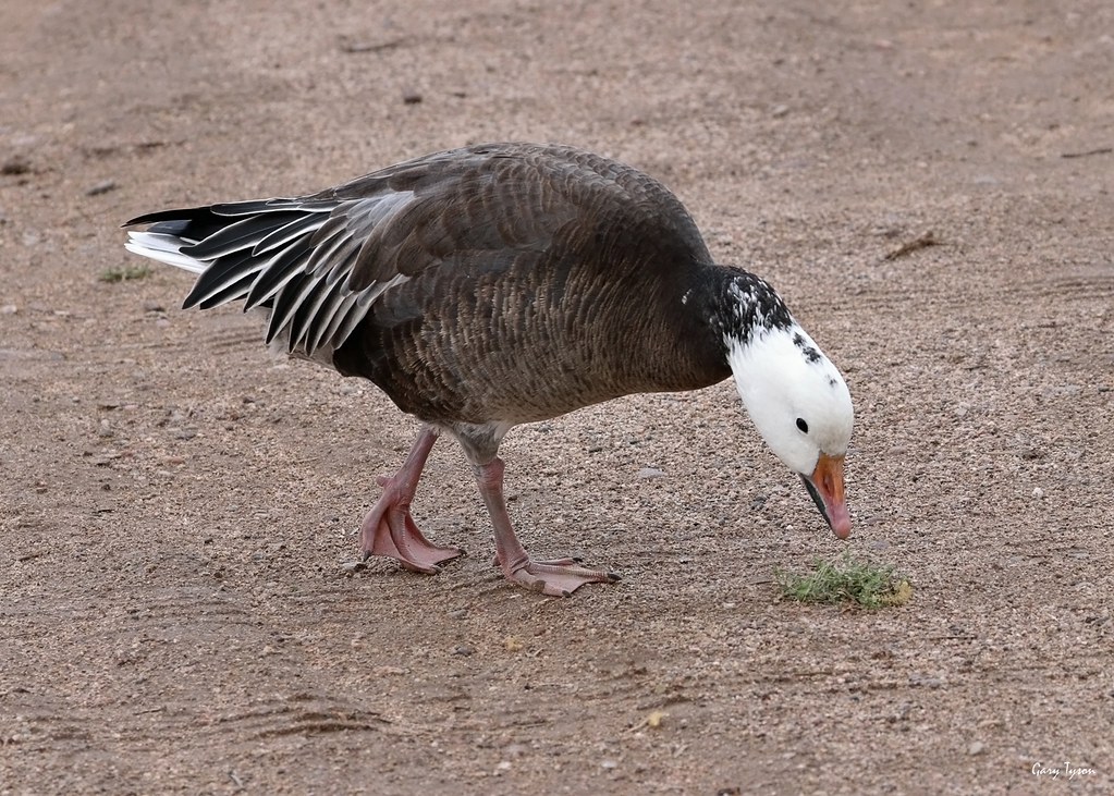 Blue Phase Snow Goose Tucson, Pima County, Arizona Flickr