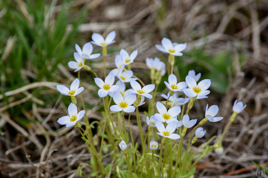White flowers, New Hampshire 2019 The only flowers we came… Flickr