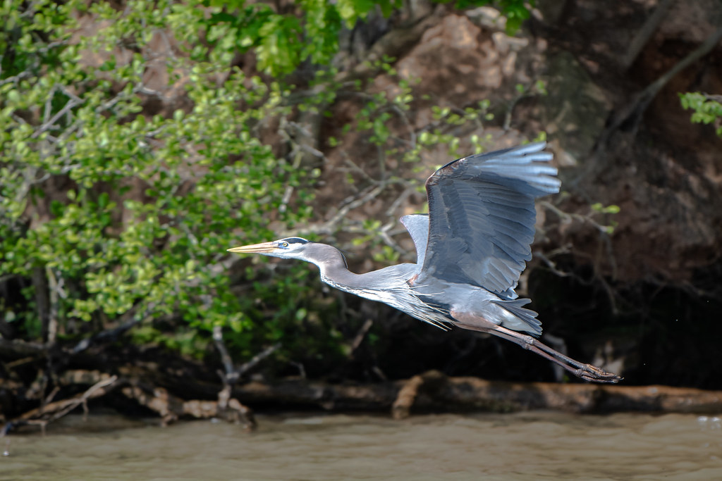 On time departure Great blue heron at Lake Gaston, NC Doug Northup