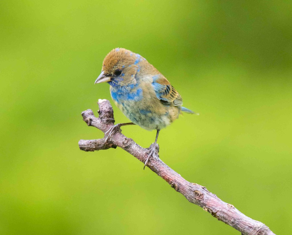 Young Indigo Bunting 201904206D2IMG_3465a Indigo Bunting… Ron