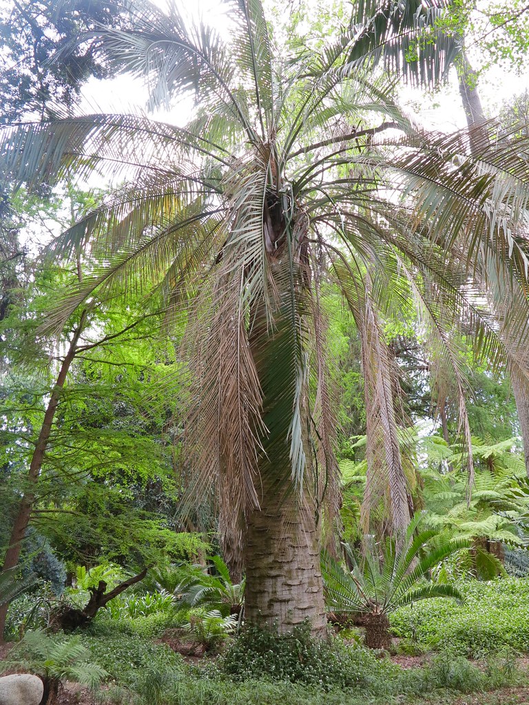 Butia x Jubaea Hybrid Los Angeles County Arboretum in in… Flickr
