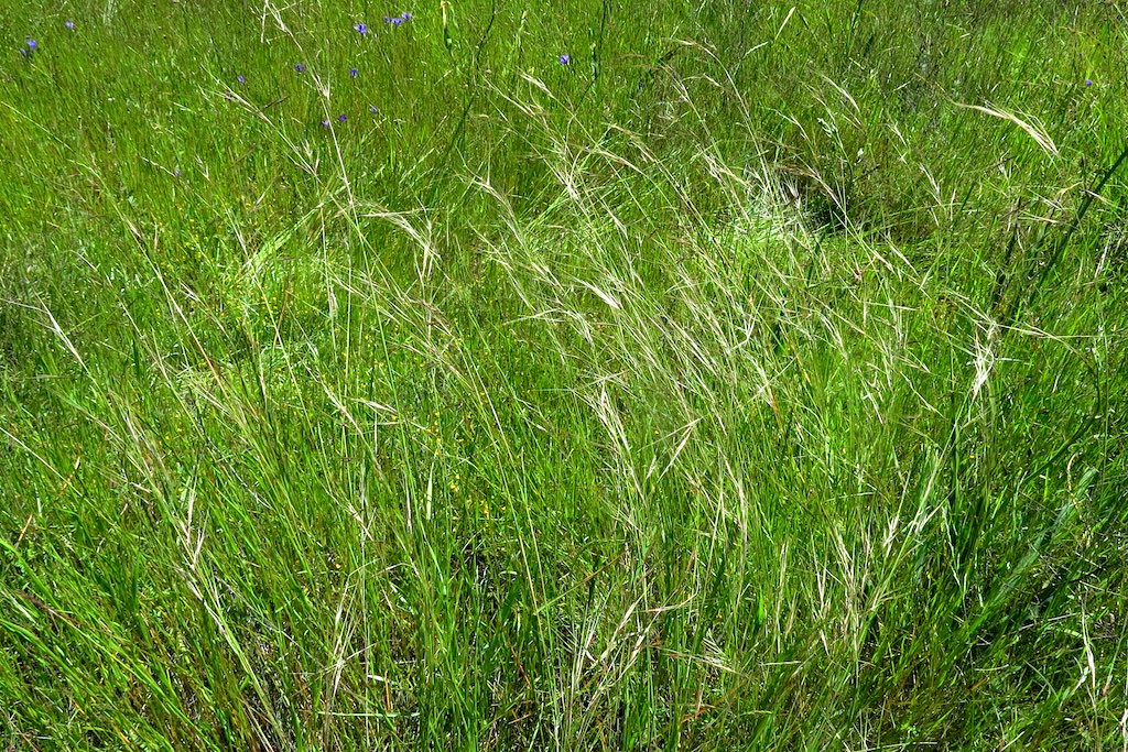 Stipa pulchra (Nassella p.), PURPLE NEEDLE GRASS Stipa pul… Flickr