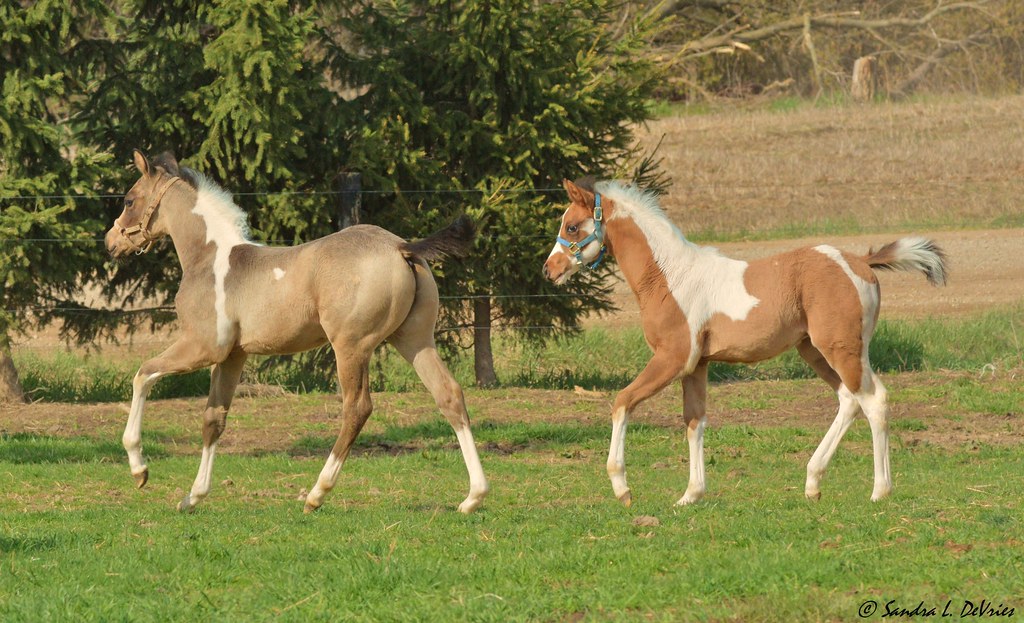 Babies together. All these horses are my friends who raise… Flickr