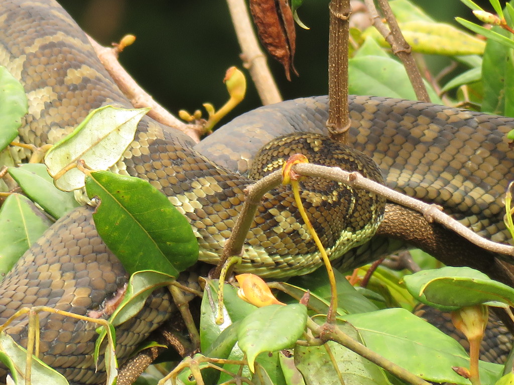 Morelia spilota Morelia spilota (Lacépède, 1804), Lamingto… Flickr