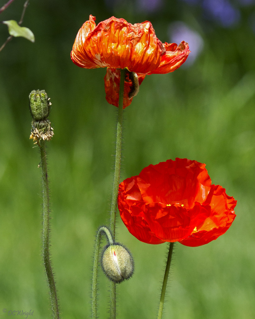 4 stages of poppy_3304 The cycle of life for a poppy bloom… Flickr