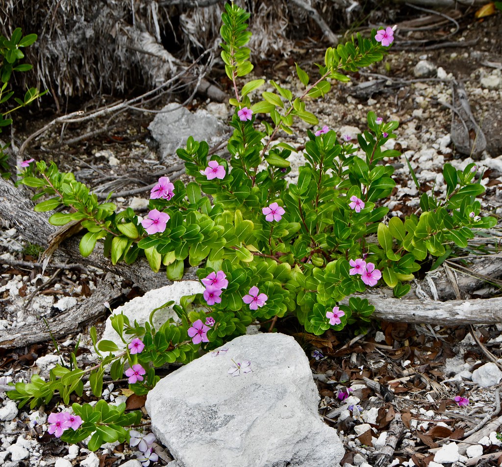 Wildflowers Florida Keys No Name Key, Florida. Flickr