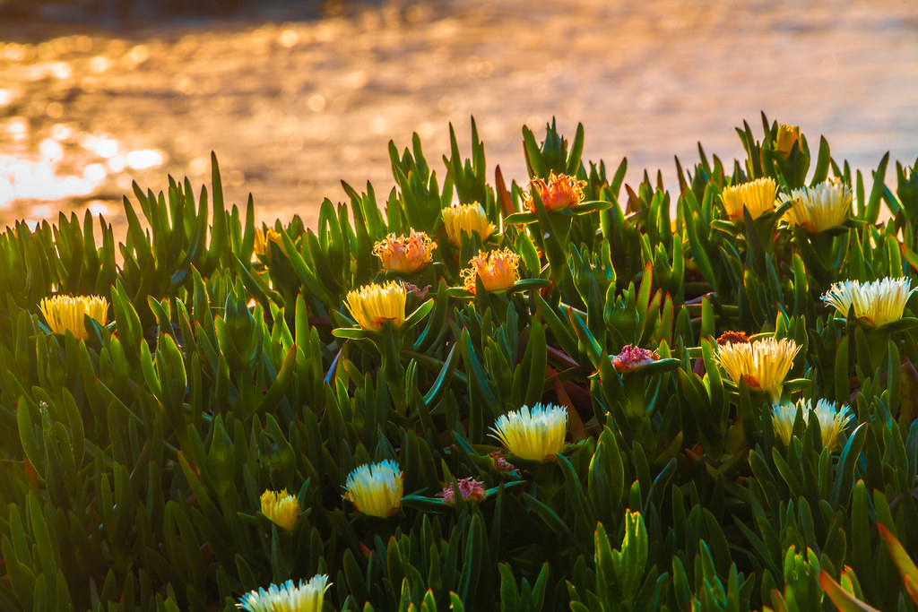 Malibu Beach PCH Wildflowers Superbloom California Sunset!… Flickr