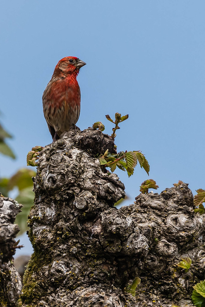 house finch singing his heart out.. top of a sycamore, gol… Flickr