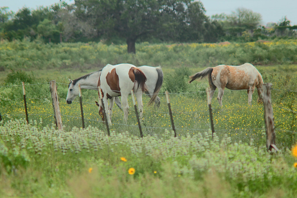 Horse Ranch Canon T3i 600D Soligor (Tokina) Canon FD Mount… Flickr