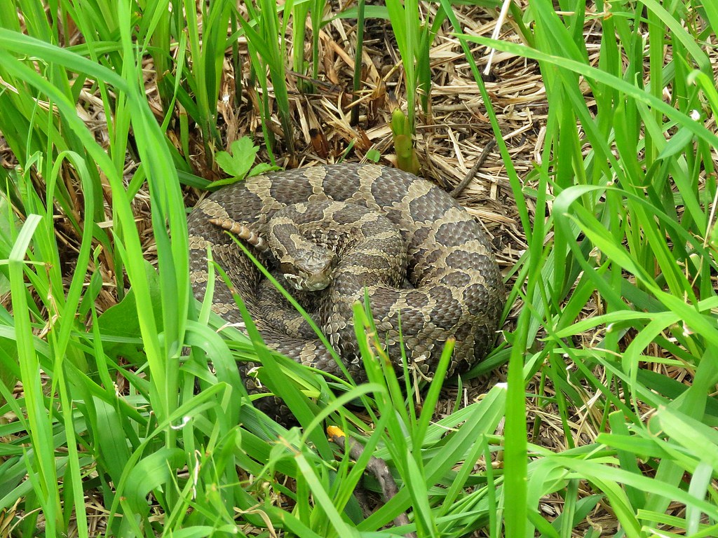 Massasauga Rattlesnake The Massasauga Rattlesnake is Michi… Flickr