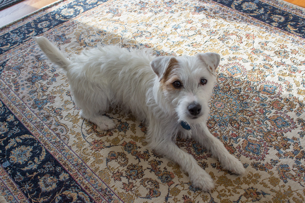Maddy Rough Coat Parson Russell Terrier Maddy, before str… Flickr