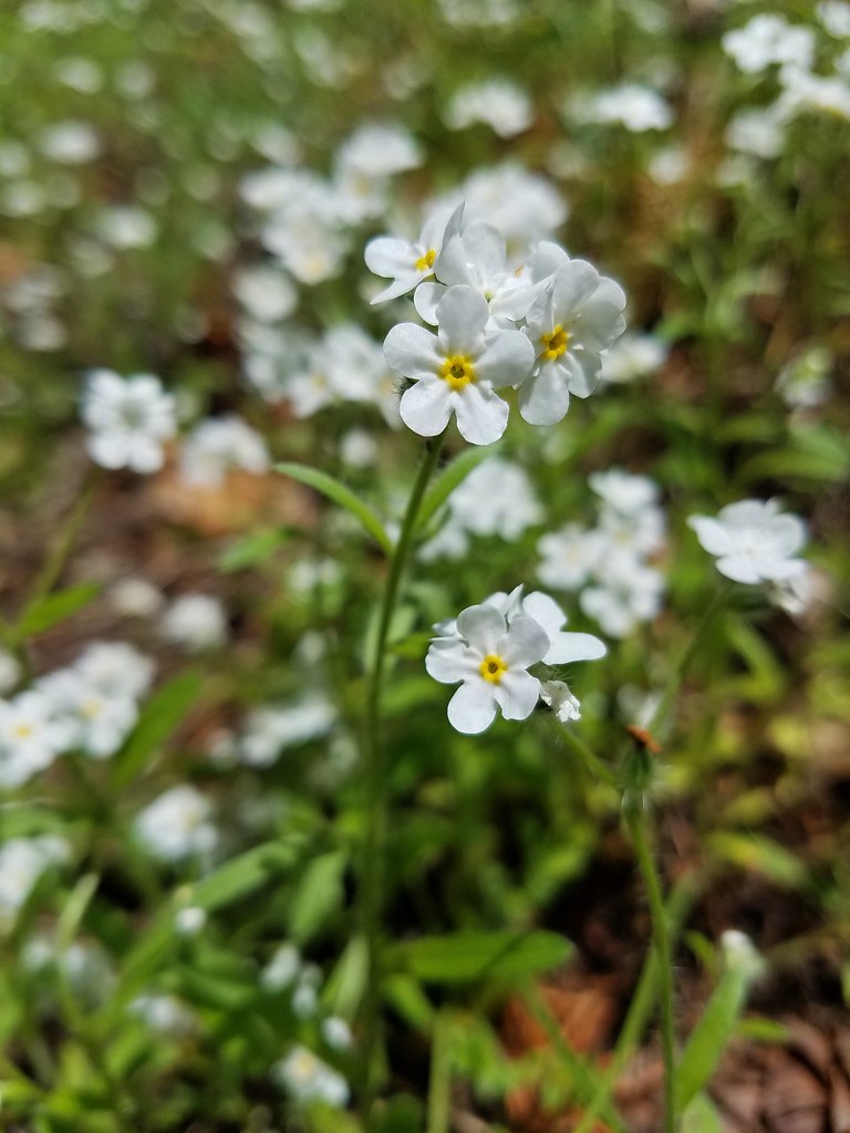 Popcorn Flower Flickr