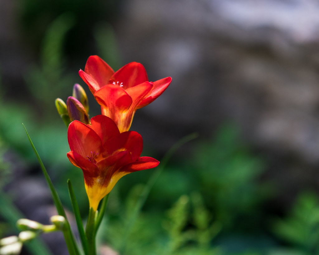 Garfield Park Conservatory Chicago, 2019 Fujifilm XT1 Flickr