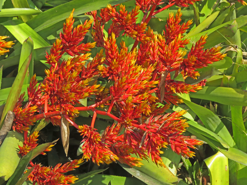 Colorful Flowers Durban Botanic Garden Durban, South Afric… Tom