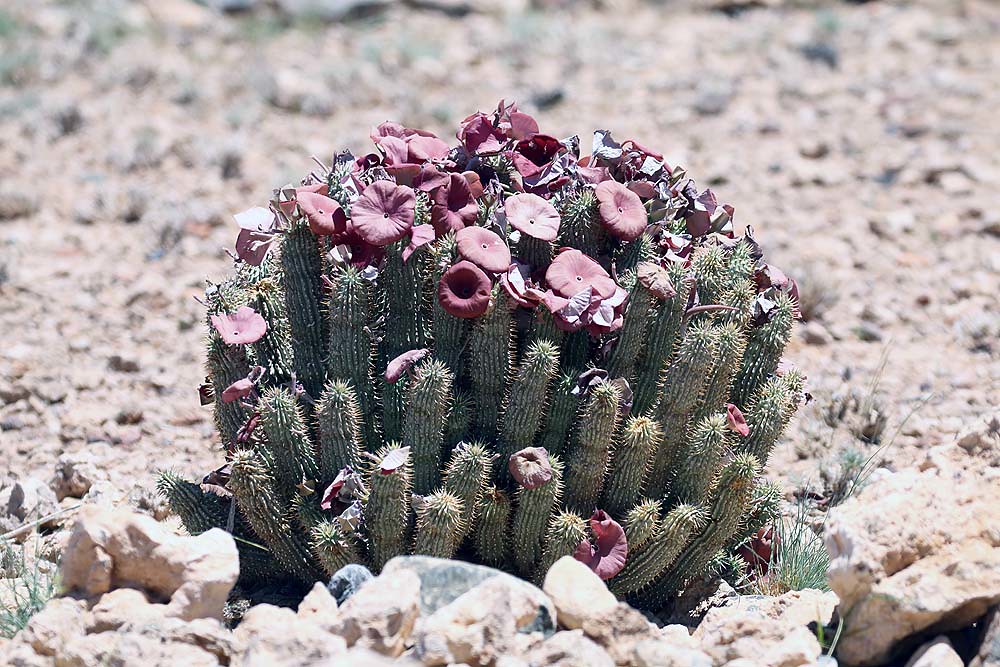 Hoodia plant in the Namib Desert in Namibia inyathi Flickr