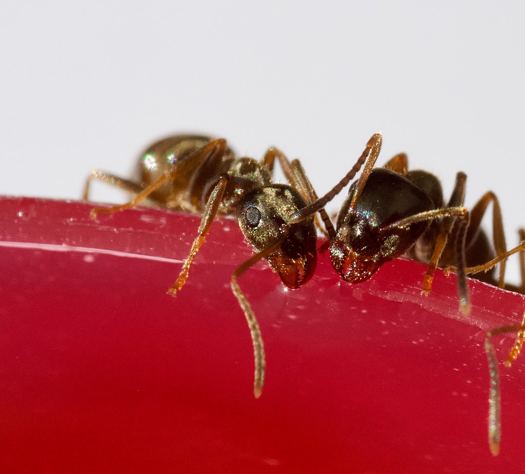 Black Ants These were all taken in my Compost bin, i made … Flickr