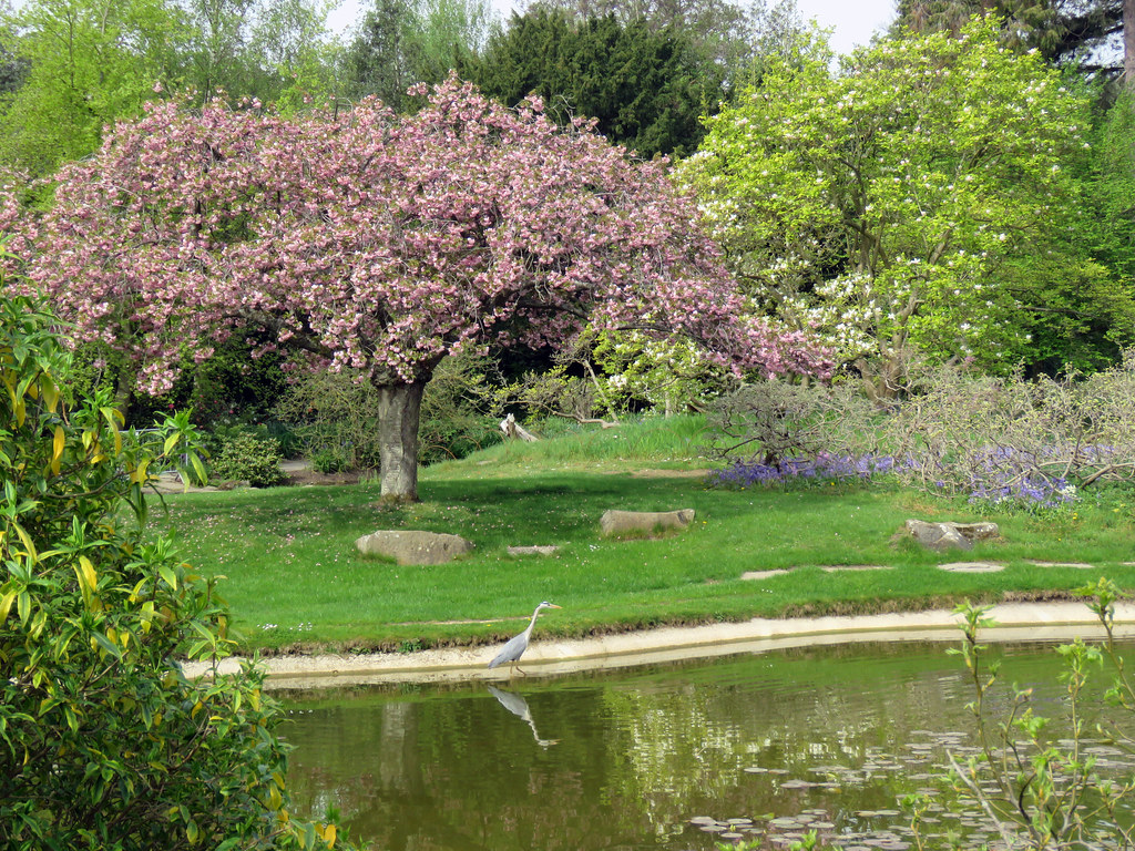 Heron Water Gardens, Cliveden House 2019 A heron in the … Flickr