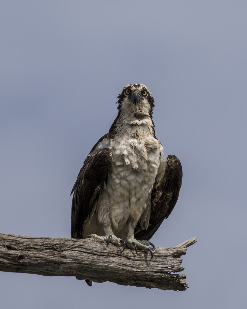 Keeping Watch Osprey at Briery Creek Lake in Virginia. Tak… Flickr